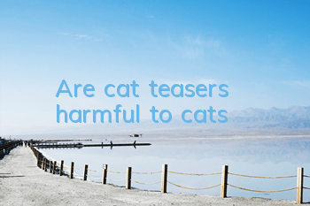 Are cat teasers harmful to cats?