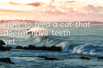 How to feed a cat that doesn’t have teeth yet