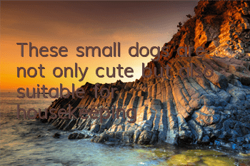 These small dogs are not only cute but also suitable for housekeeping