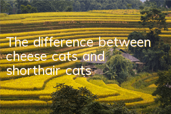 The difference between cheese cats and shorthair cats