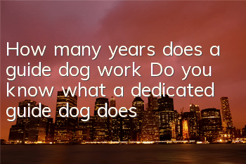 How many years does a guide dog work? Do you know what a dedicated guide dog does?