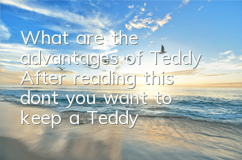 What are the advantages of Teddy? After reading this, don’t you want to keep a Teddy?