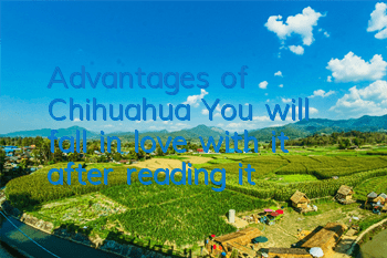 Advantages of Chihuahua: You will fall in love with it after reading it