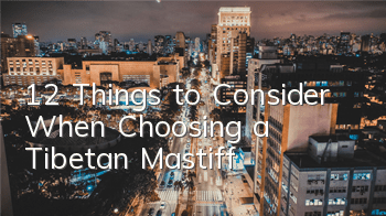 12 Things to Consider When Choosing a Tibetan Mastiff