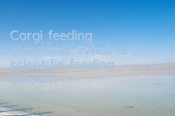 Corgi feeding standards: What is the scientific feeding amount?