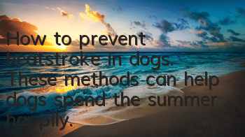How to prevent heatstroke in dogs. These methods can help dogs spend the summer happily.