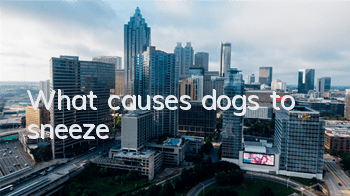 TWhat causes dogs to sneeze?