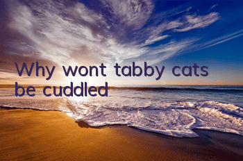 Why won’t tabby cats be cuddled?