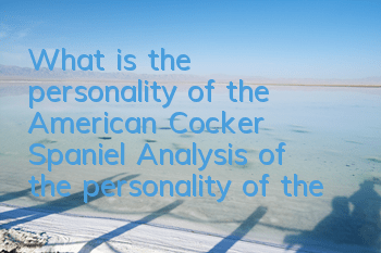 What is the personality of the American Cocker Spaniel? Analysis of the personality of the American Cocker Spaniel