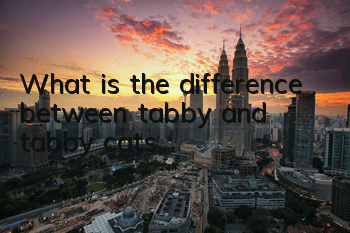 What is the difference between tabby and tabby cats?