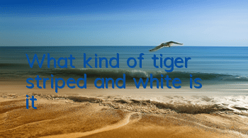 What kind of tiger striped and white is it?