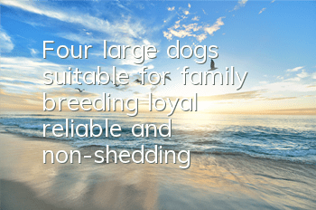 Four large dogs suitable for family breeding, loyal, reliable and non-shedding