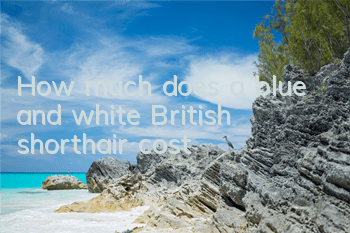 How much does a blue and white British shorthair cost?