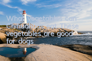 What vegetables can Chihuahuas eat? These vegetables are good for dogs