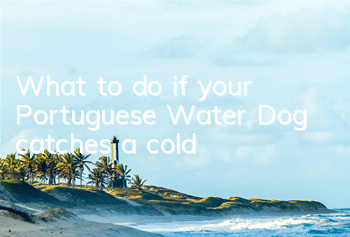 What to do if your Portuguese Water Dog catches a cold