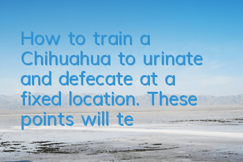 How to train a Chihuahua to urinate and defecate at a fixed location. These points will teach you how to train your dog.