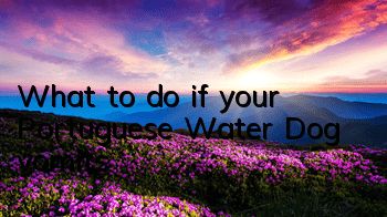 What to do if your Portuguese Water Dog vomits