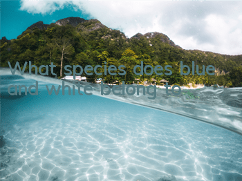 What species does blue and white belong to?