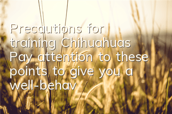 Precautions for training Chihuahuas Pay attention to these points to give you a well-behaved Chihuahua