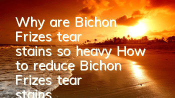 Why are Bichon Frize's tear stains so heavy? How to reduce Bichon Frize's tear stains