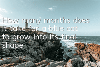 How many months does it take for a blue cat to grow into its final shape?