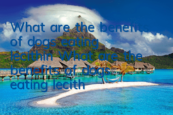 What are the benefits of dogs eating lecithin? What are the benefits of dogs eating lecithin?
