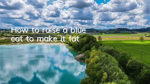 How to raise a blue cat to make it fat