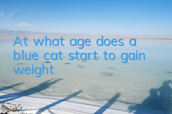 At what age does a blue cat start to gain weight?