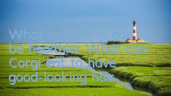 What can Corgi eat to be healthier? What can Corgi eat to have good-looking hair?