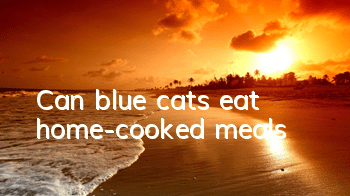 Can blue cats eat home-cooked meals?