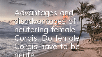 Advantages and disadvantages of neutering female Corgis. Do female Corgis have to be neutered?