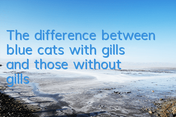 The difference between blue cats with gills and those without gills