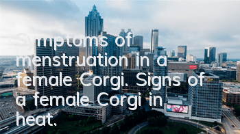 Symptoms of menstruation in a female Corgi. Signs of a female Corgi in heat.