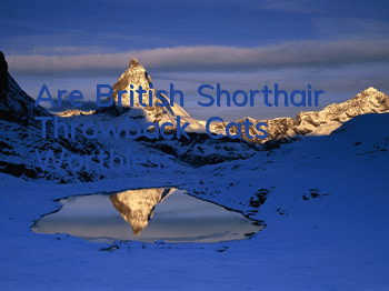 Are British Shorthair Throwback Cats Worthless?