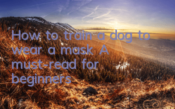 How to train a dog to wear a mask? A must-read for beginners!