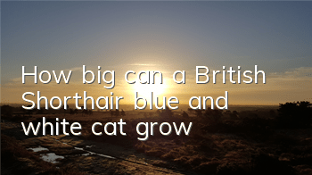 How big can a British Shorthair blue and white cat grow?