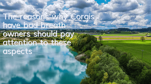 The reasons why Corgis have bad breath: owners should pay attention to these aspects