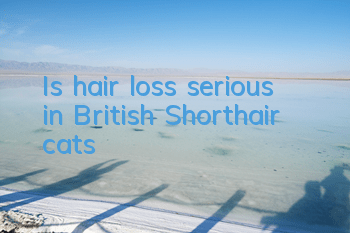 Is hair loss serious in British Shorthair cats?