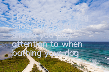 How to choose dog shower gel? What should you pay attention to when bathing your dog?