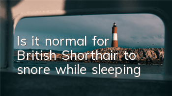 Is it normal for British Shorthair to snore while sleeping?