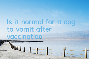 Is it normal for a dog to vomit after vaccination?