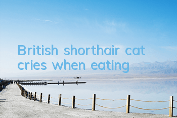 British shorthair cat cries when eating