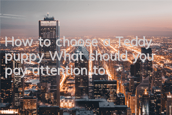 How to choose a Teddy puppy? What should you pay attention to?