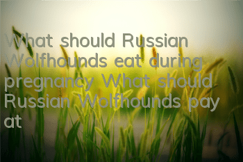 What should Russian Wolfhounds eat during pregnancy? What should Russian Wolfhounds pay attention to when pregnant?