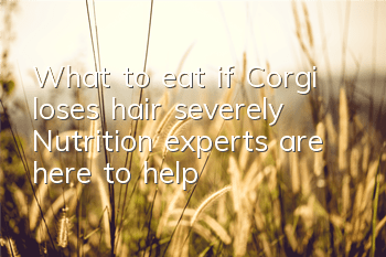 What to eat if Corgi loses hair severely? Nutrition experts are here to help