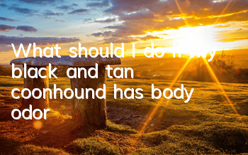TWhat should I do if my black and tan coonhound has body odor?