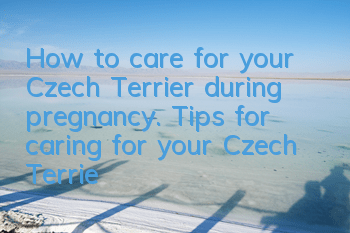 How to care for your Czech Terrier during pregnancy. Tips for caring for your Czech Terrier during pregnancy.