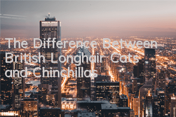 The Difference Between British Longhair Cats and Chinchillas