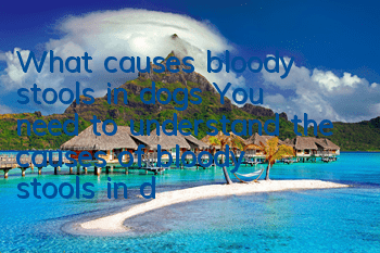 What causes bloody stools in dogs? You need to understand the causes of bloody stools in dogs.
