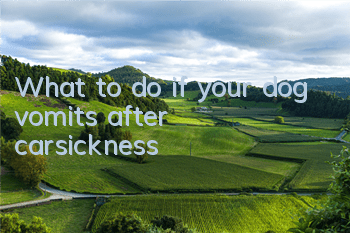 TWhat to do if your dog vomits after carsickness